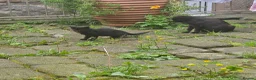 Mixed Breed cats for sale: Pair of black barn kittens 10 weeks old - Advert 3