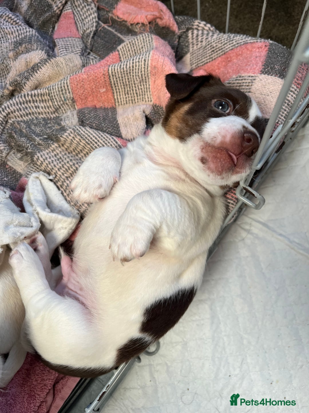 Jack Russell dogs for sale: Jack Russel  - Advert 8