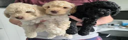 Cockapoo dogs for sale: Stunning F2 Cockapoo Puppies–Raised with Mum & Dad - Advert 4