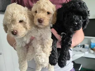 Cockapoo dogs Stunning F2 Cockapoo Puppies–Raised with Mum & Dad - Advert 1