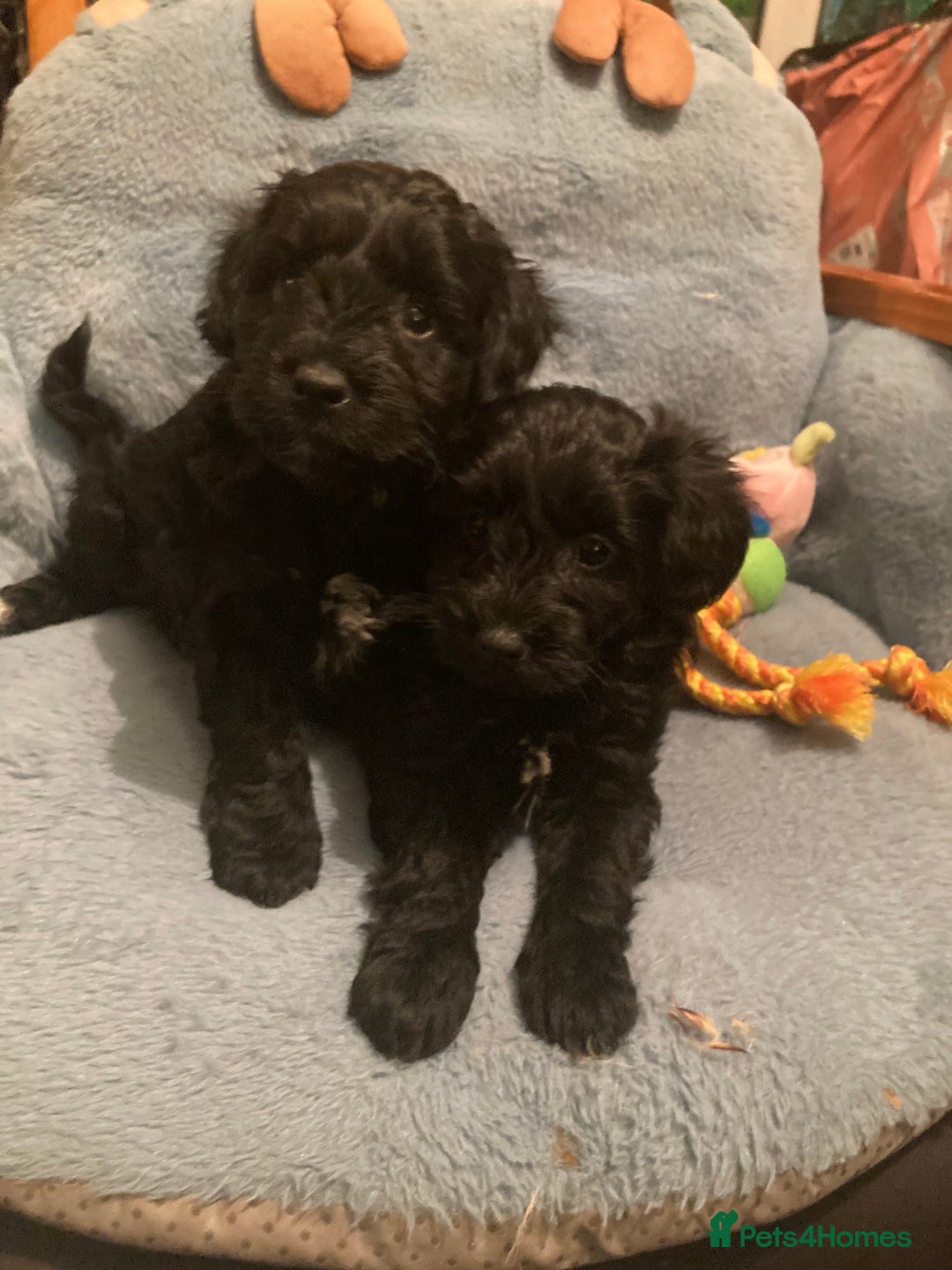 Miniature Schnauzer dogs for stud: KCChoc/White Miniature Schnauzer Stud MAC BVACLEAR in Coventry - Advert 24