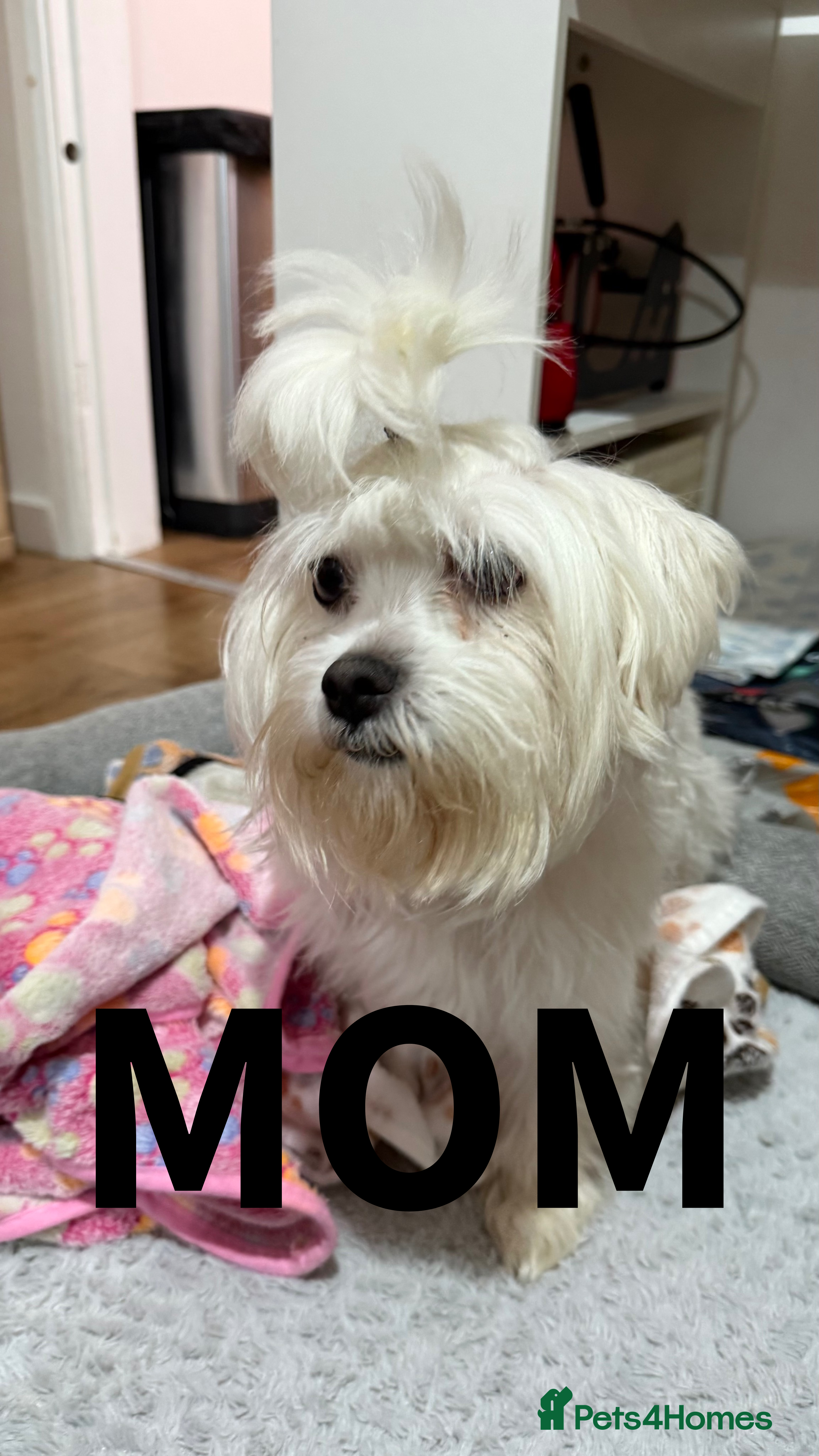 Maltese dogs Ready for a new home - Advert 1