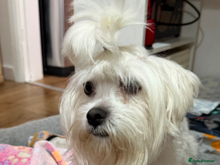 Maltese dogs Ready for a new home - Advert 6