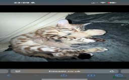 Bengal cats for sale: Snow Bengal baby’s  - Image 2