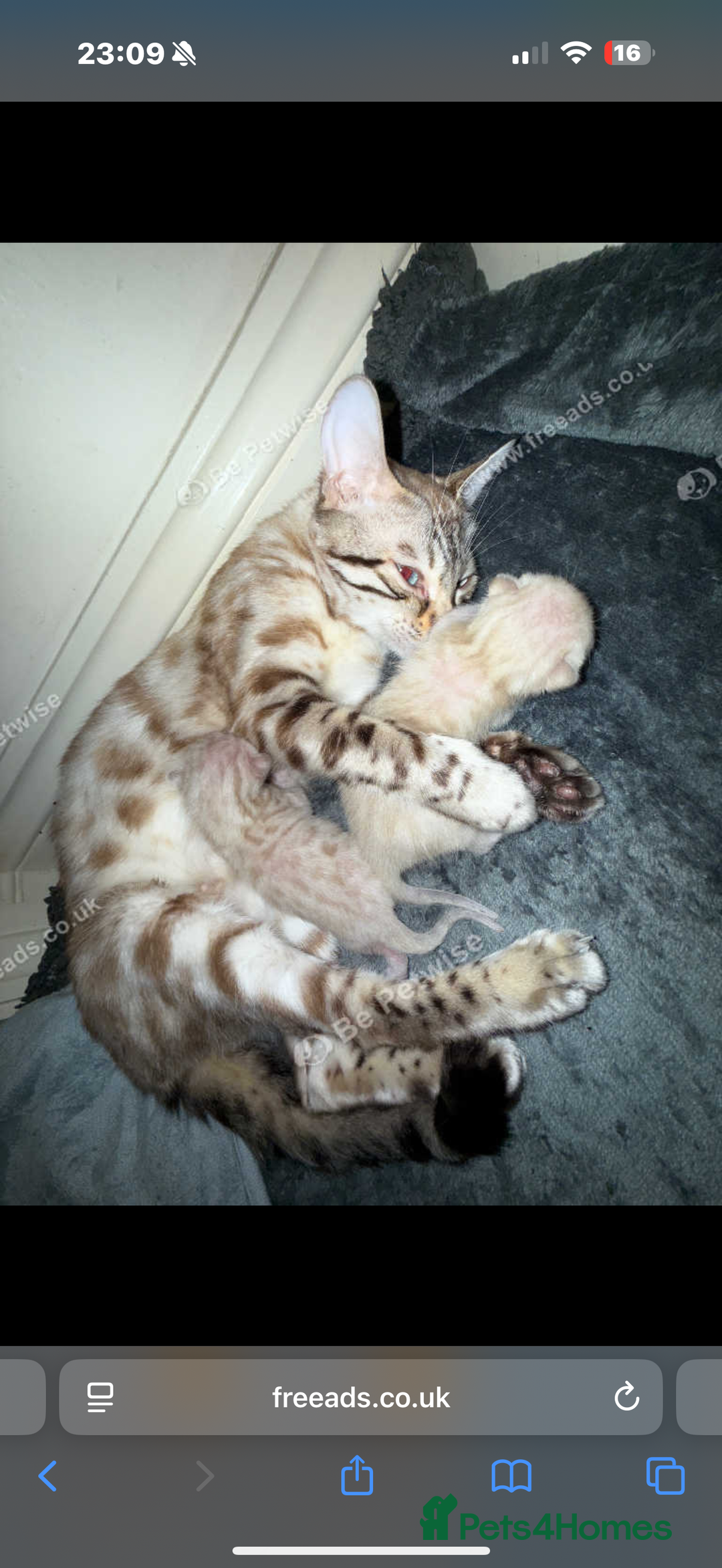 Bengal cats for sale: Snow Bengal baby’s  - Image 2