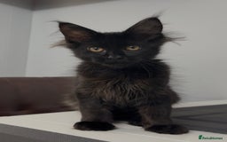 Maine Coon cats for sale: XL maine coon kittens Russia bloodlines Ready Now in Spalding - Image 7