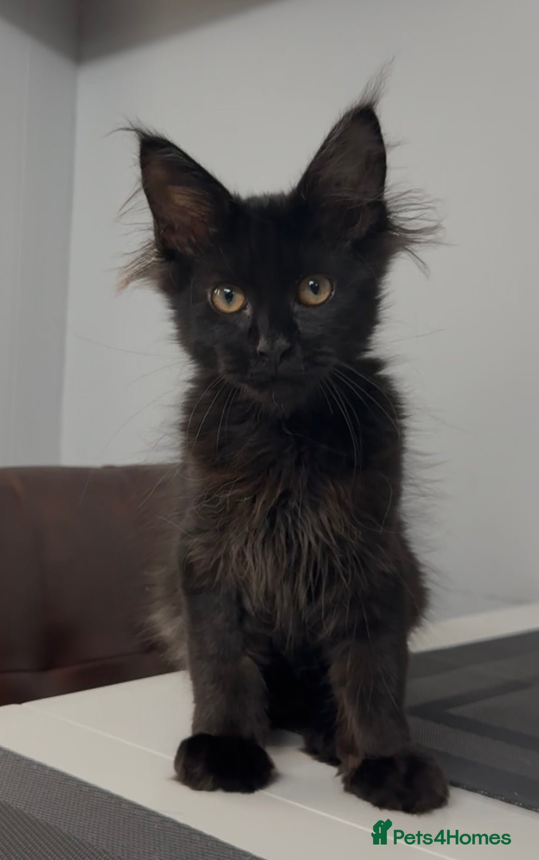 Maine Coon cats for sale: XL maine coon kittens Russia bloodlines Ready Now in Spalding - Image 7