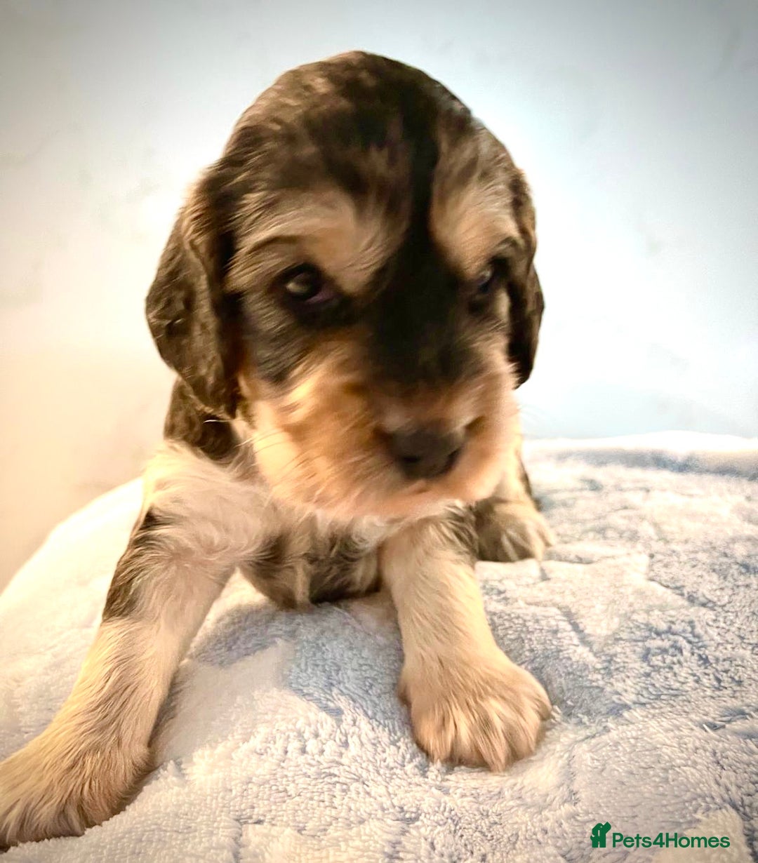 Cocker Spaniel dogs for sale: Fully health tested KC Cocker Spaniel puppies - Image 11