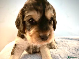 Cocker Spaniel dogs - Advert 21