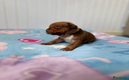 Mixed Breed dogs for sale: Mixed breed puppies  - Image 4