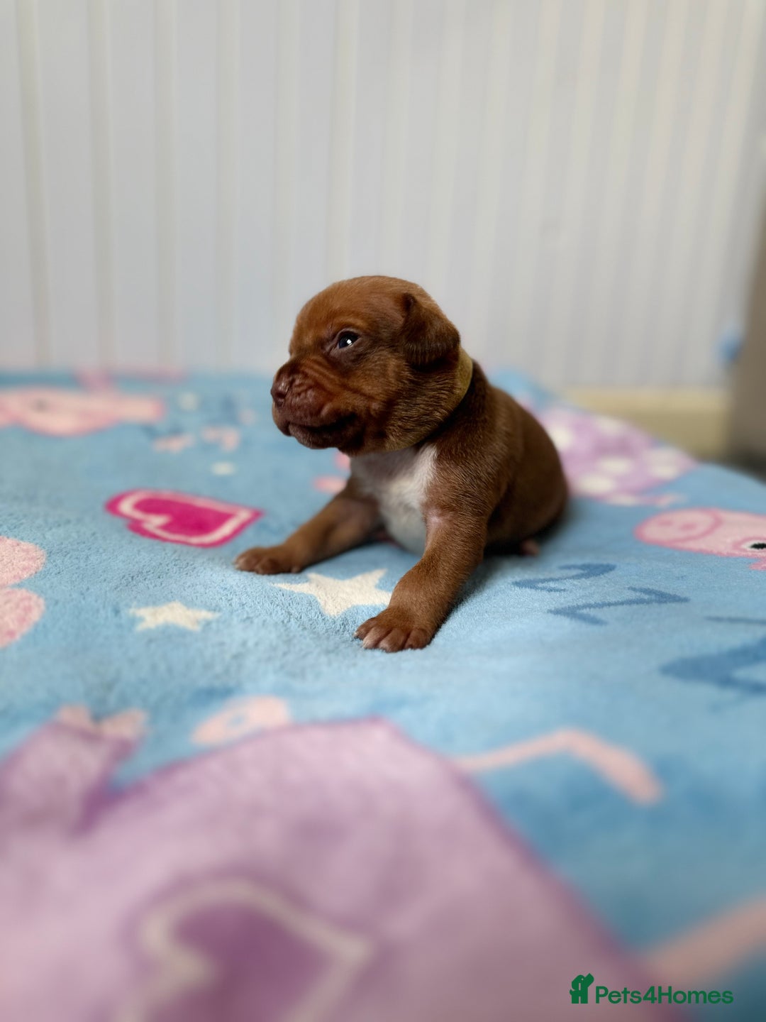 Mixed Breed dogs for sale: Mixed breed puppies  - Image 4
