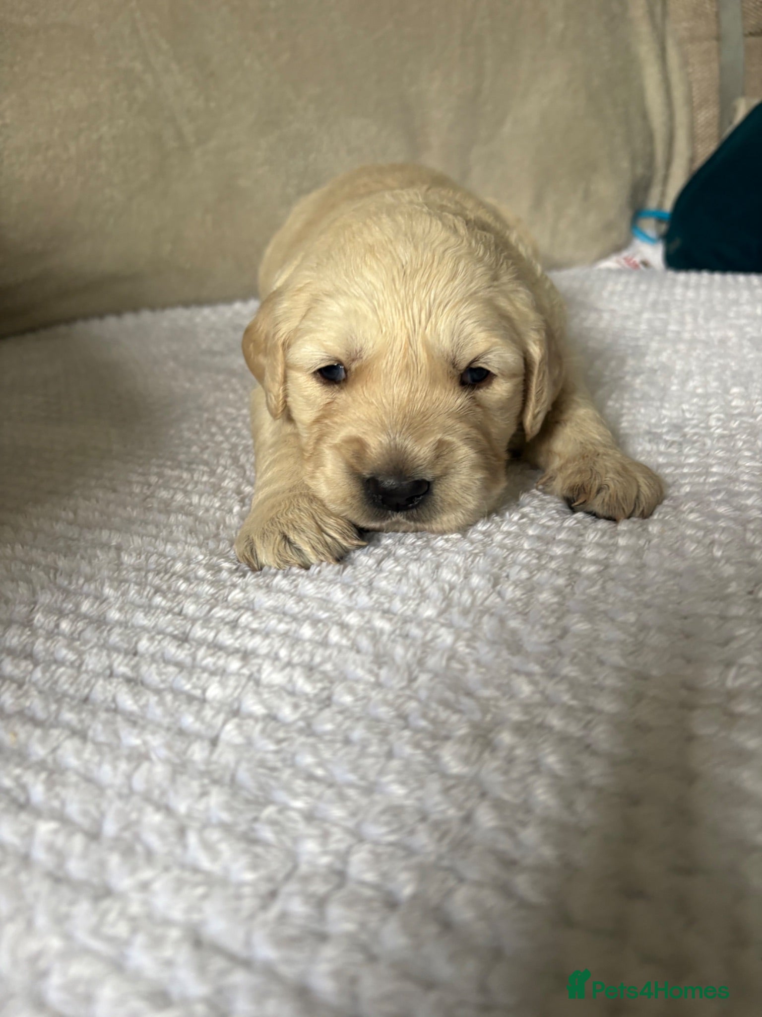 Golden Retriever dogs Beautiful golden retriever puppies  - Advert 1