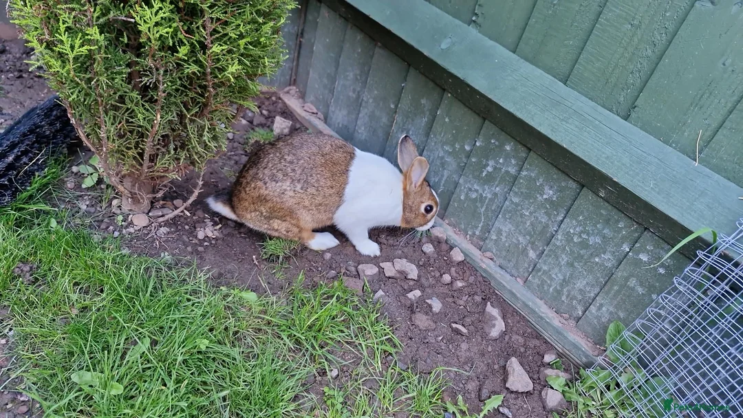 Dutch rabbits for sale: Dutch  in Telford - Advert 7
