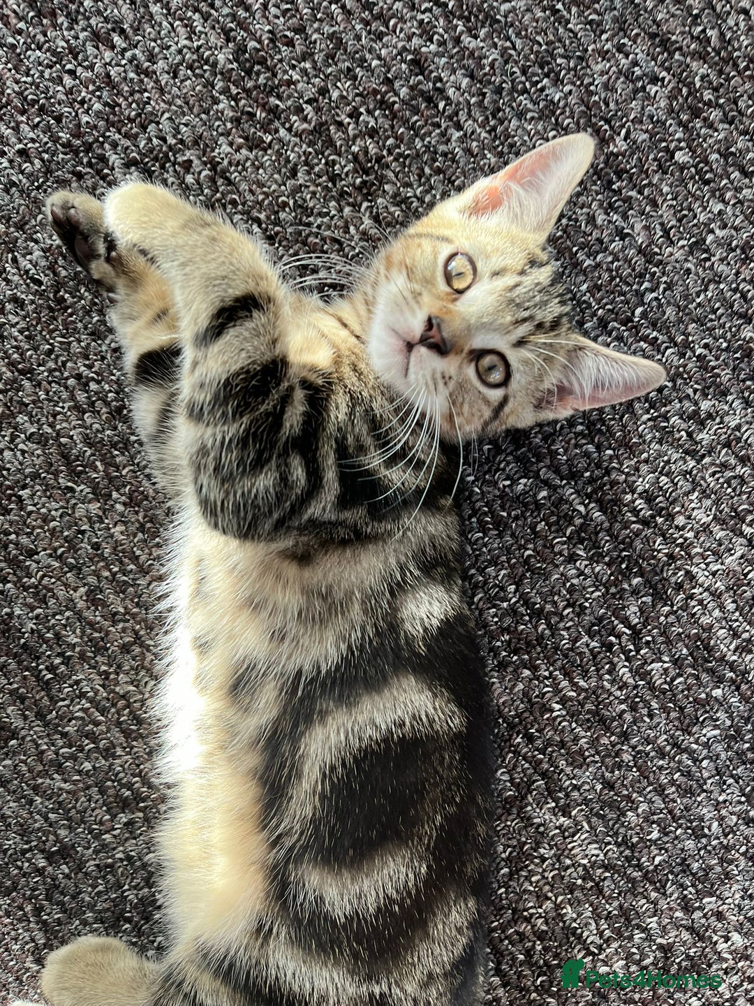 Domestic Shorthair cats for sale: Beautiful Domestic Shorthair kitten - Image 6