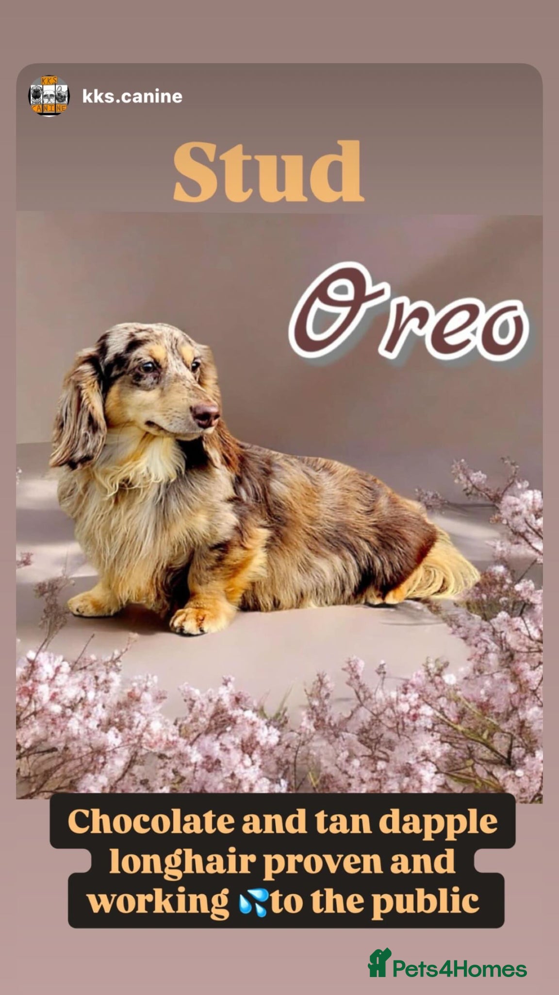 Miniature Dachshund dogs Oreo chocolate & tan dapple long haired  - Advert 9