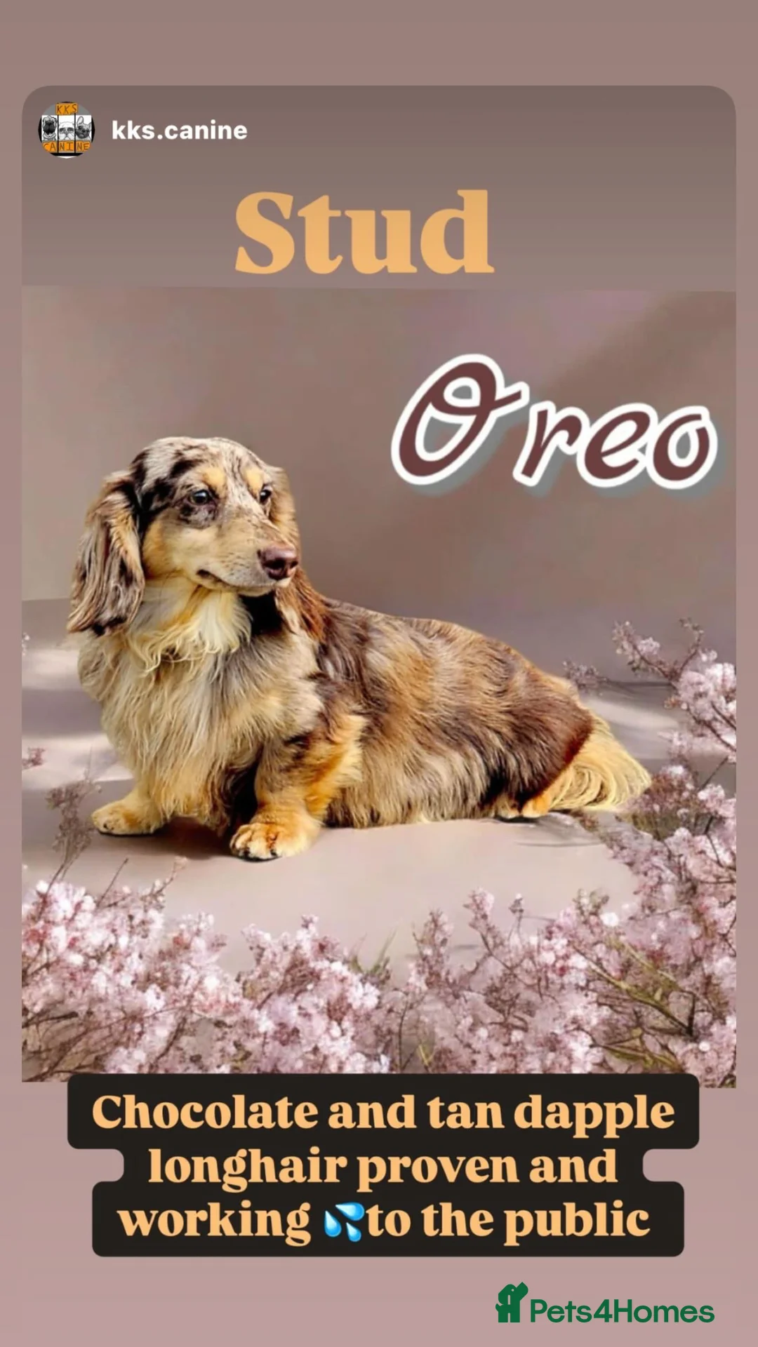 Miniature Dachshund dogs for stud: Oreo chocolate & tan dapple long haired  - Advert 1