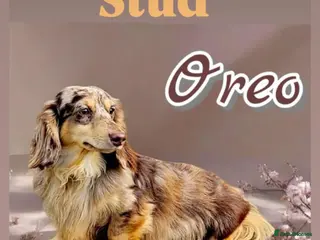 Miniature Dachshund dogs Oreo chocolate & tan dapple long haired - Advert 9