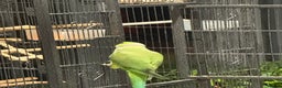 Ringnecks birds for sale: Lovely Ringneck Parrots with Cage  - Advert 3