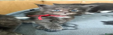 Red collar