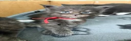 Maine Coon cats for sale: Reg. Maine Coon kittens from HEALTH TESTED PARENTS - Advert 6