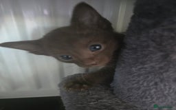 Siamese cats for sale: Beautiful 2 Havana browns and 2 C/ point siamese  - Image 6