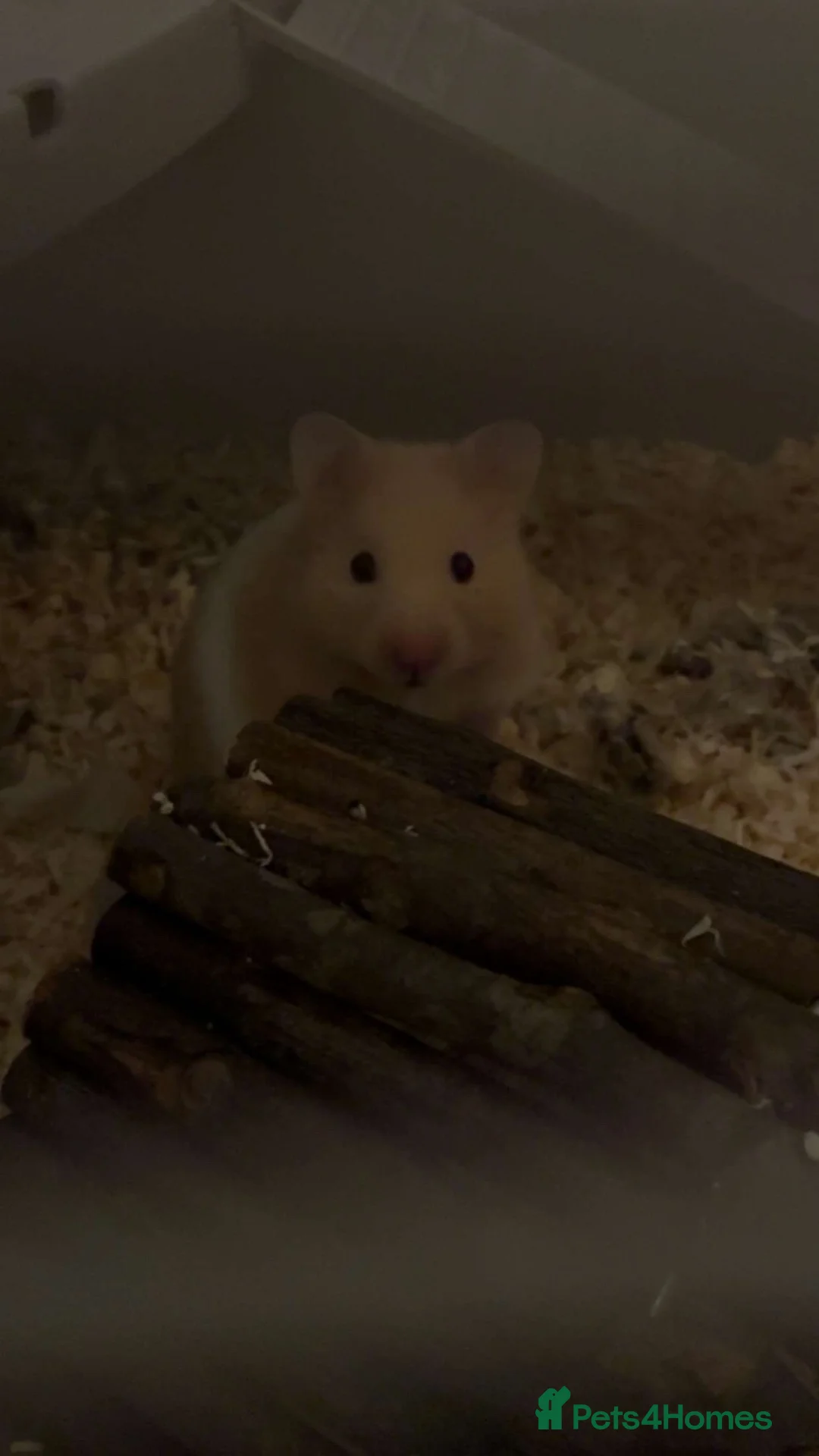 Hamster rodents for sale: Syrian hamster  - Advert 2