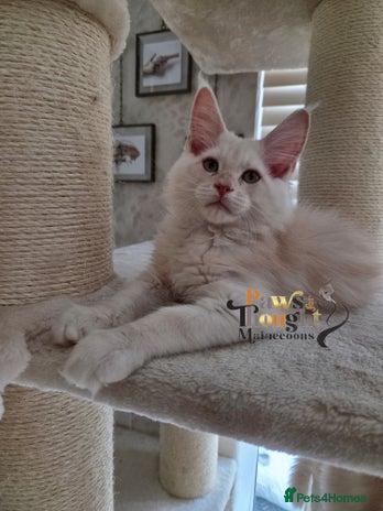 Maine Coon cats - Advert 3