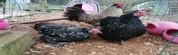 Chickens poultry for sale: Complete setup - Trio, Coop, Run, food, etc.... - Advert 3