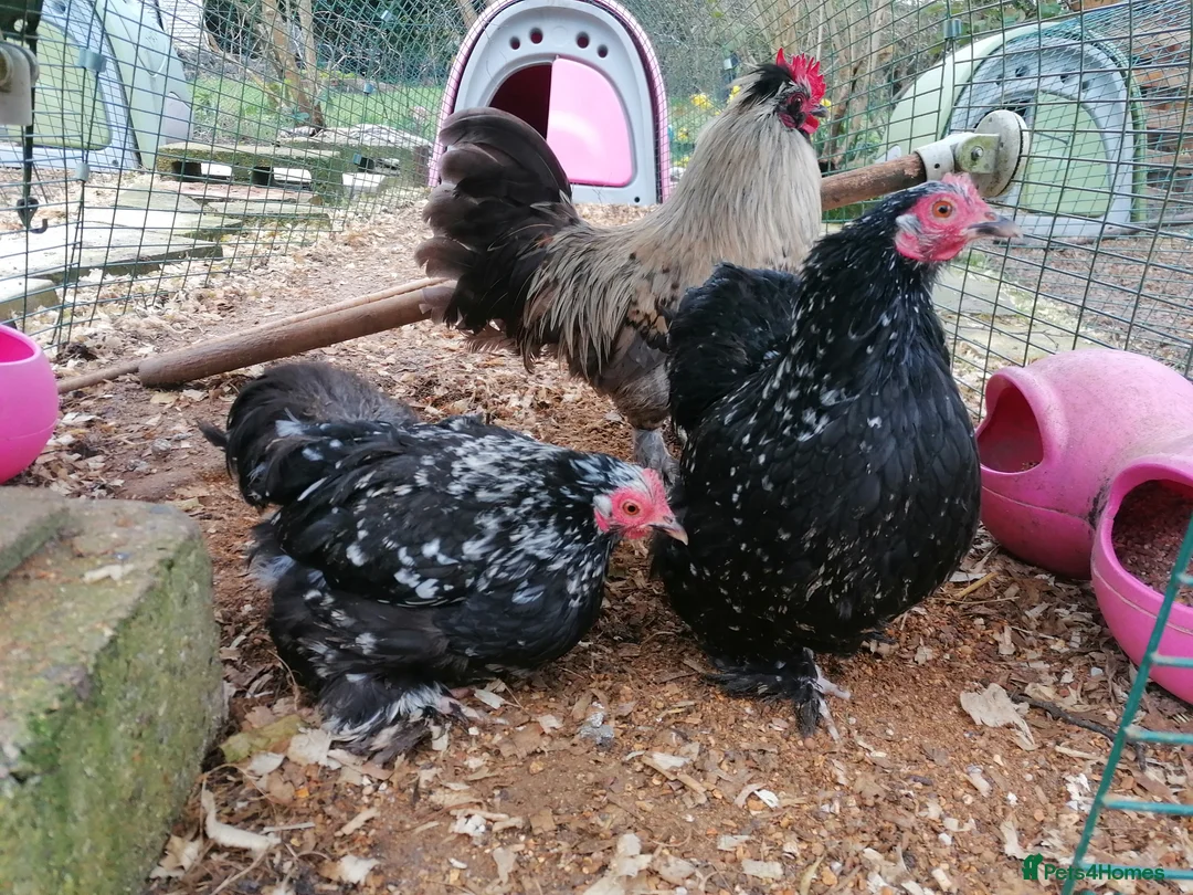 Chickens poultry for sale: Complete setup - Trio, Coop, Run, food, etc.... - Advert 3