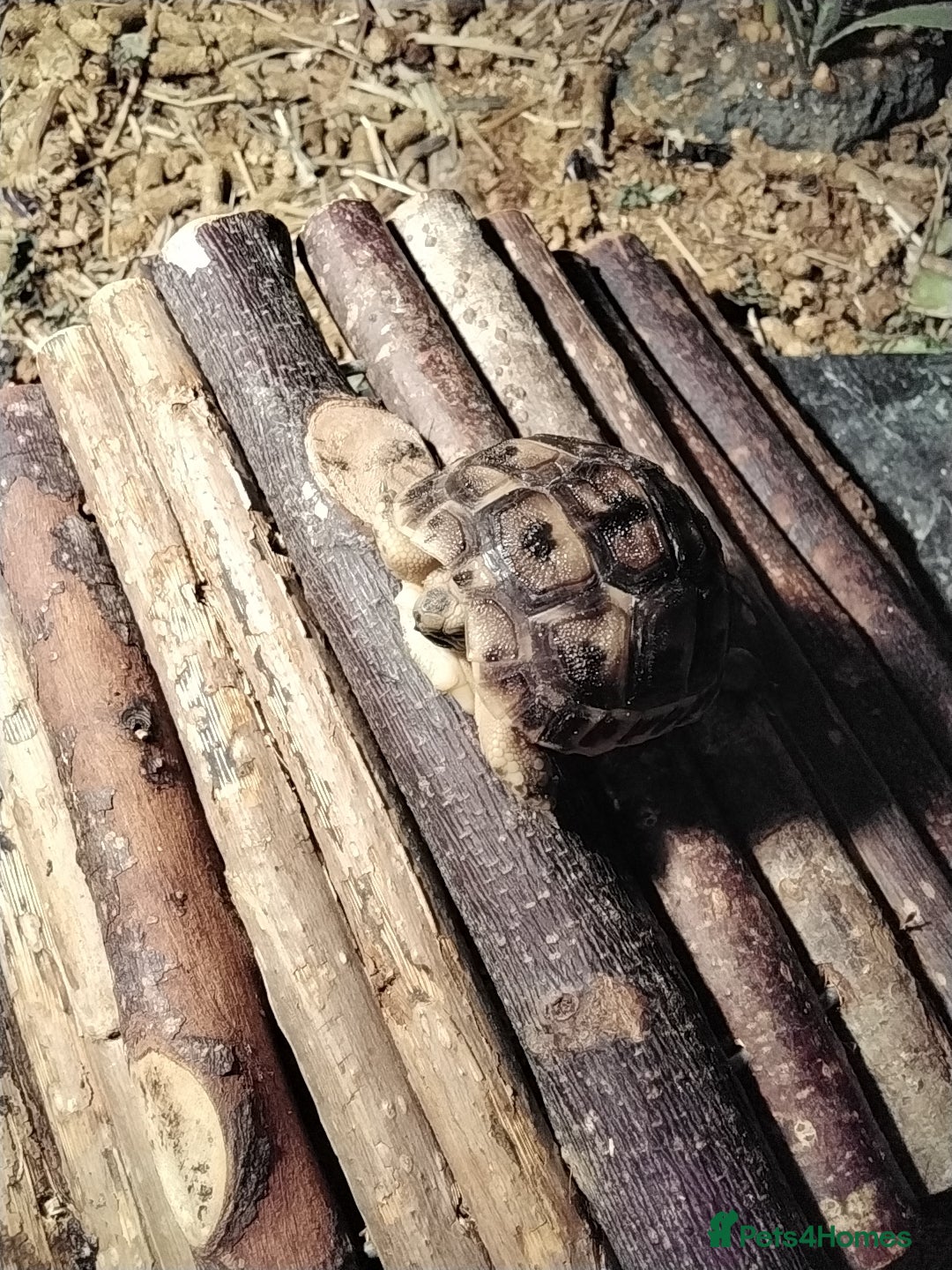 Tortoise reptiles for sale: Med spur thigh tortoise - Image 3