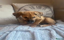 Mixed Breed dogs for sale: Cane corso X Alaskan malamute surprise litter  - Image 32
