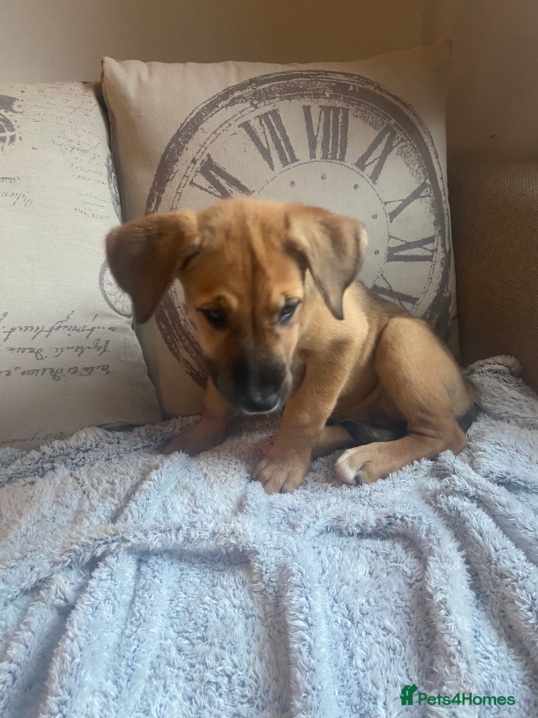 Mixed Breed dogs for sale: Cane corso X Alaskan malamute surprise litter  - Image 32
