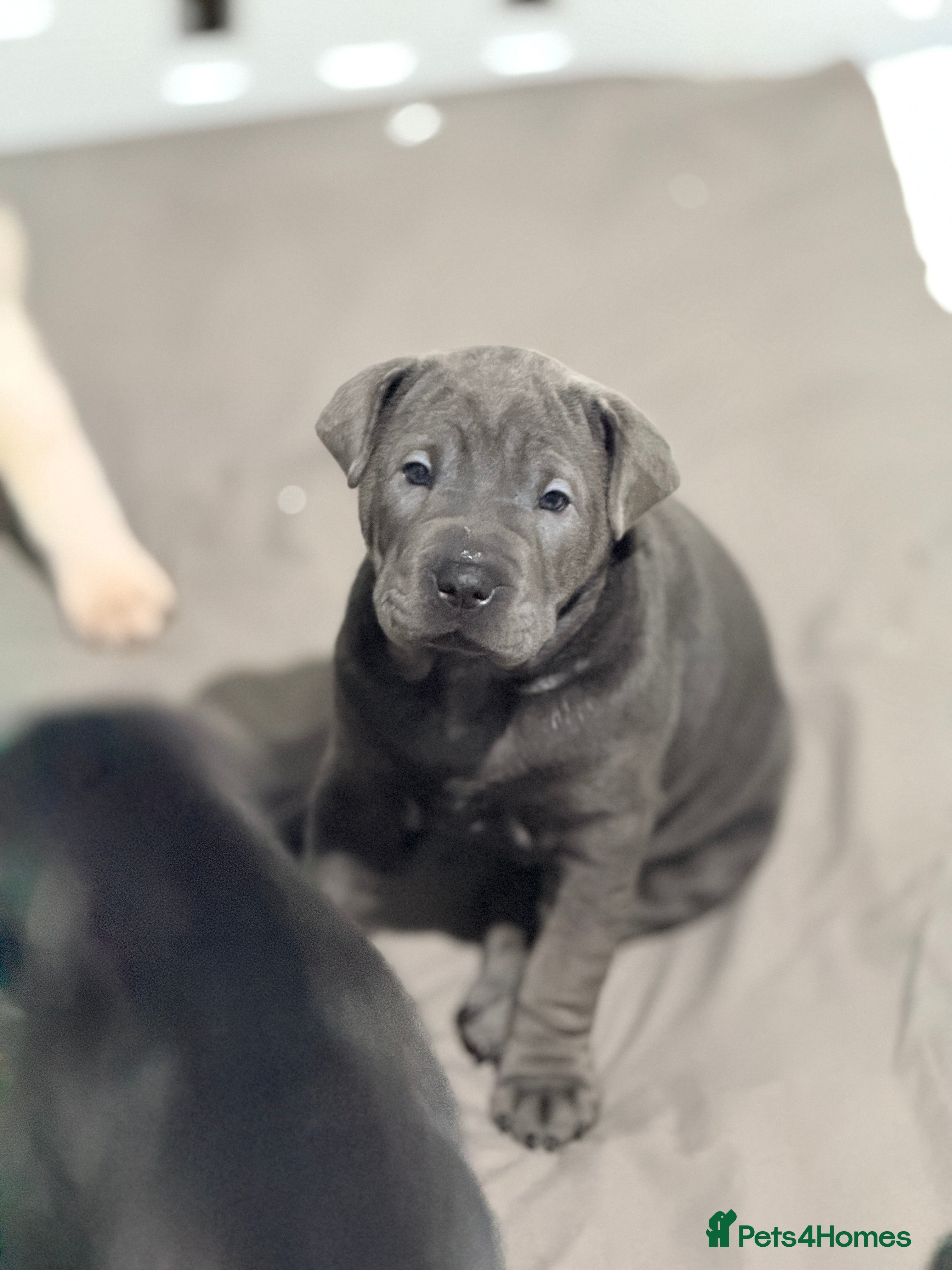 Mixed Breed dogs LAST ONE, Shar Pei cross spaniel GIRL - Advert 5