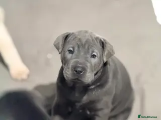 Mixed Breed dogs LAST ONE, Shar Pei cross spaniel GIRL - Advert 1