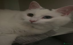 Mixed Breed cats for sale: Lady  - Image 3