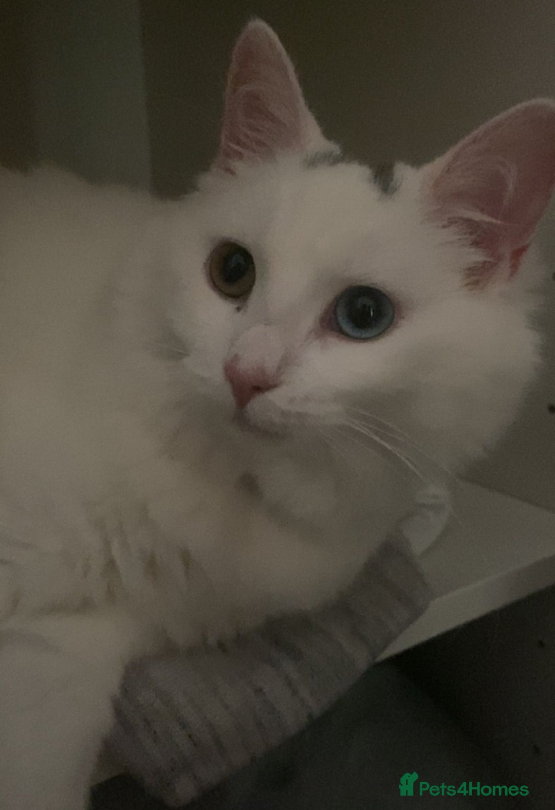 Mixed Breed cats for sale: Lady  - Image 3