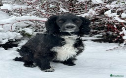 Cocker Spaniel dogs for sale: KC Reg Working Cocker Spaniels - Image 2