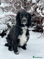 Cocker Spaniel dogs - Advert 3