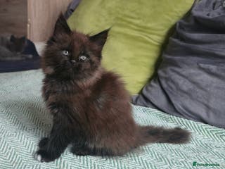 Maine Coon cats Maine coon girls - Advert 12