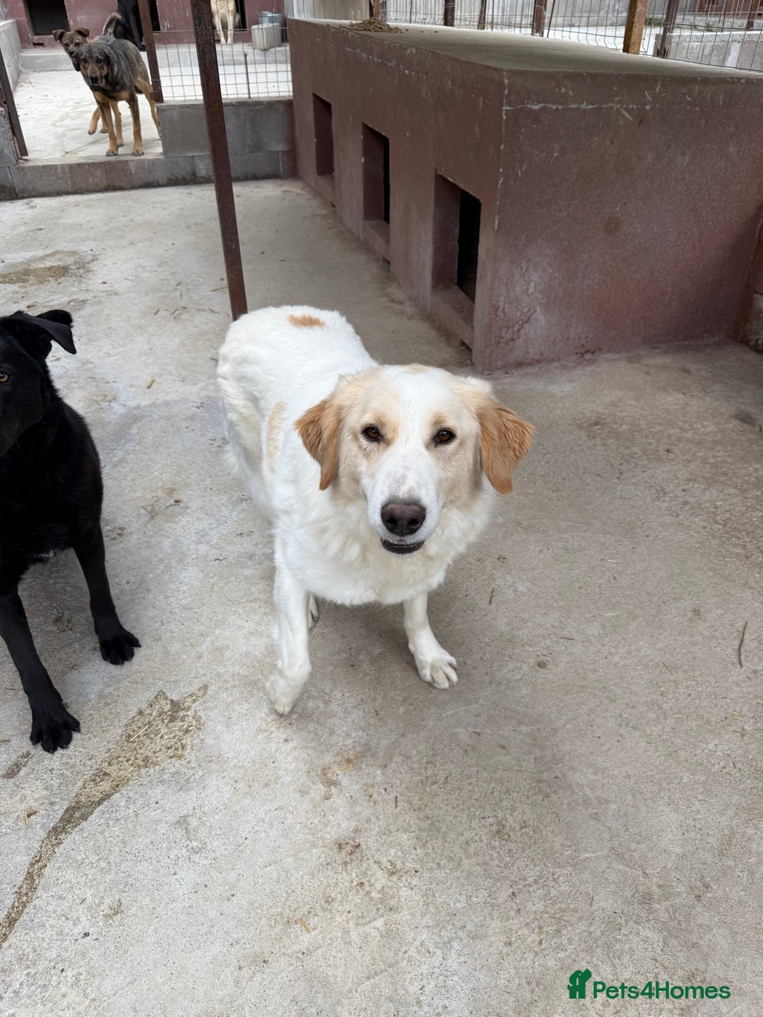 Mixed Breed dogs for adoption: Levi is searching for a family - Image 4
