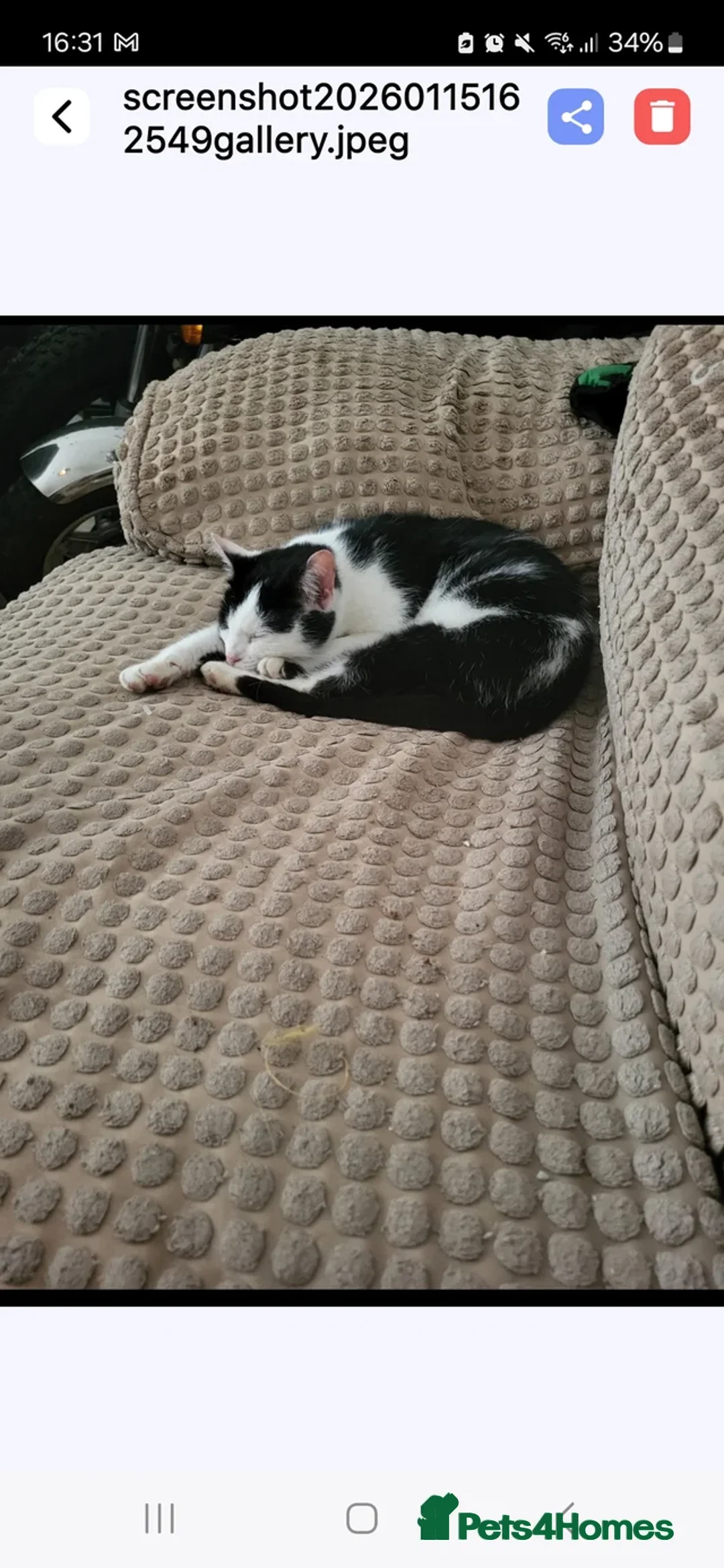 Mixed Breed cats for sale: Looking for a new home - Advert 2