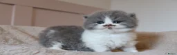 British Longhair cats for sale: PEDIGREE British Longhair kittens - Advert 7