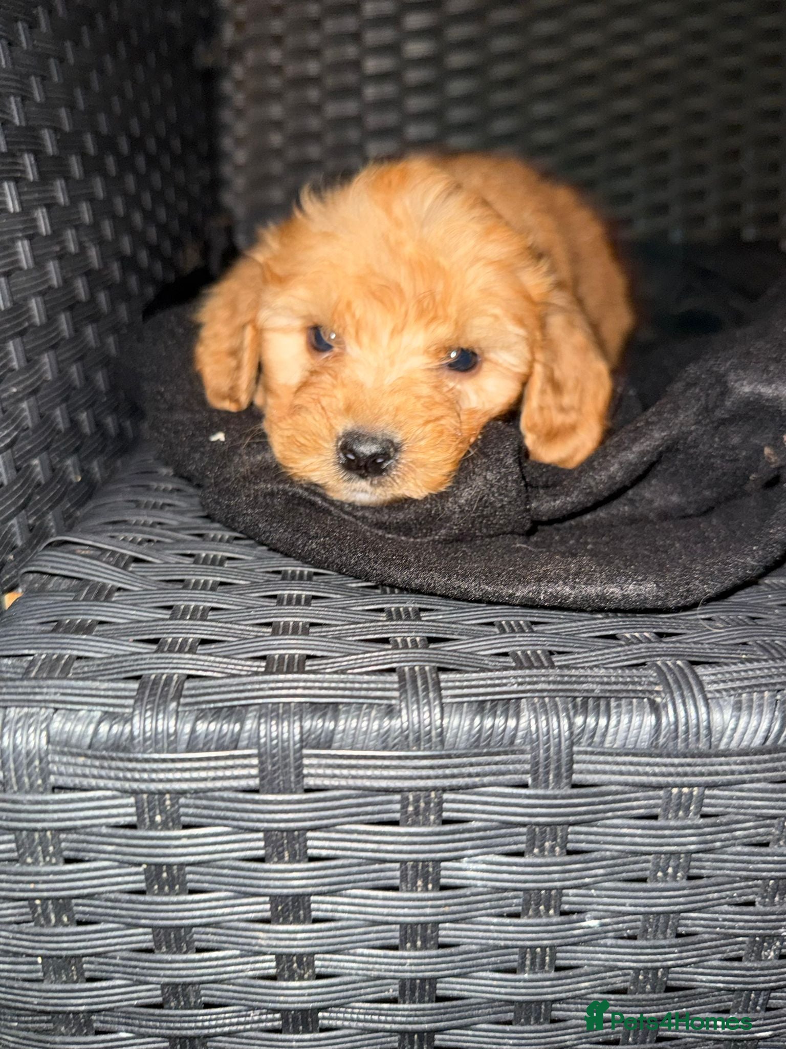 Cockapoo dogs Adorable puppies  - Advert 2