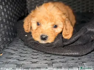 Cockapoo dogs Adorable puppies - Advert 3