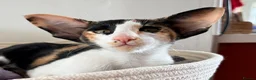 Oriental cats for sale: Oriental Shorthair  - Advert 2