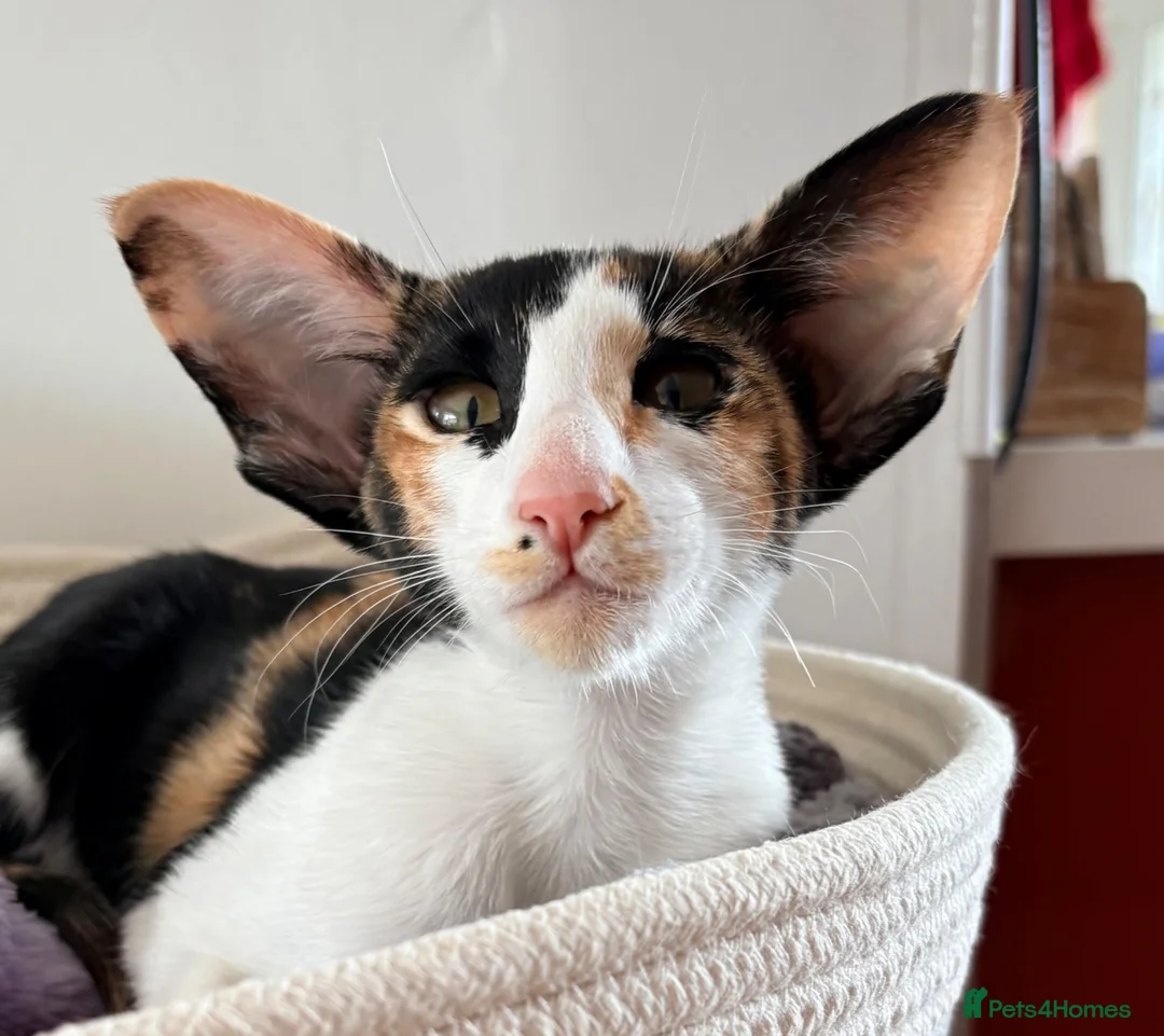 Oriental cats for sale: Oriental Shorthair  - Advert 2