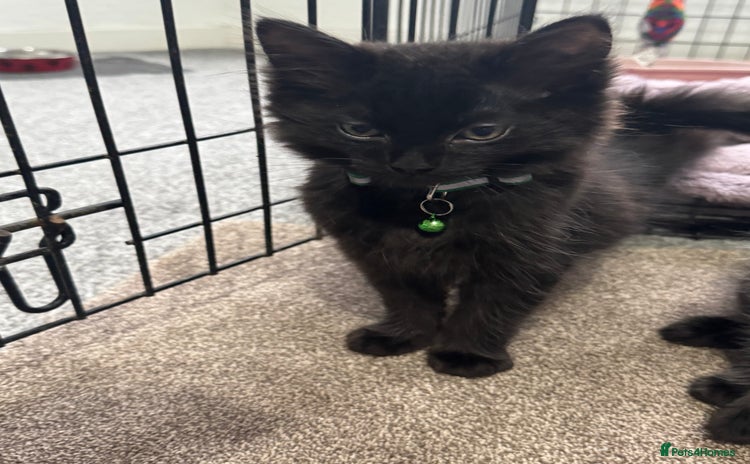Mixed Breed cats - Advert 10