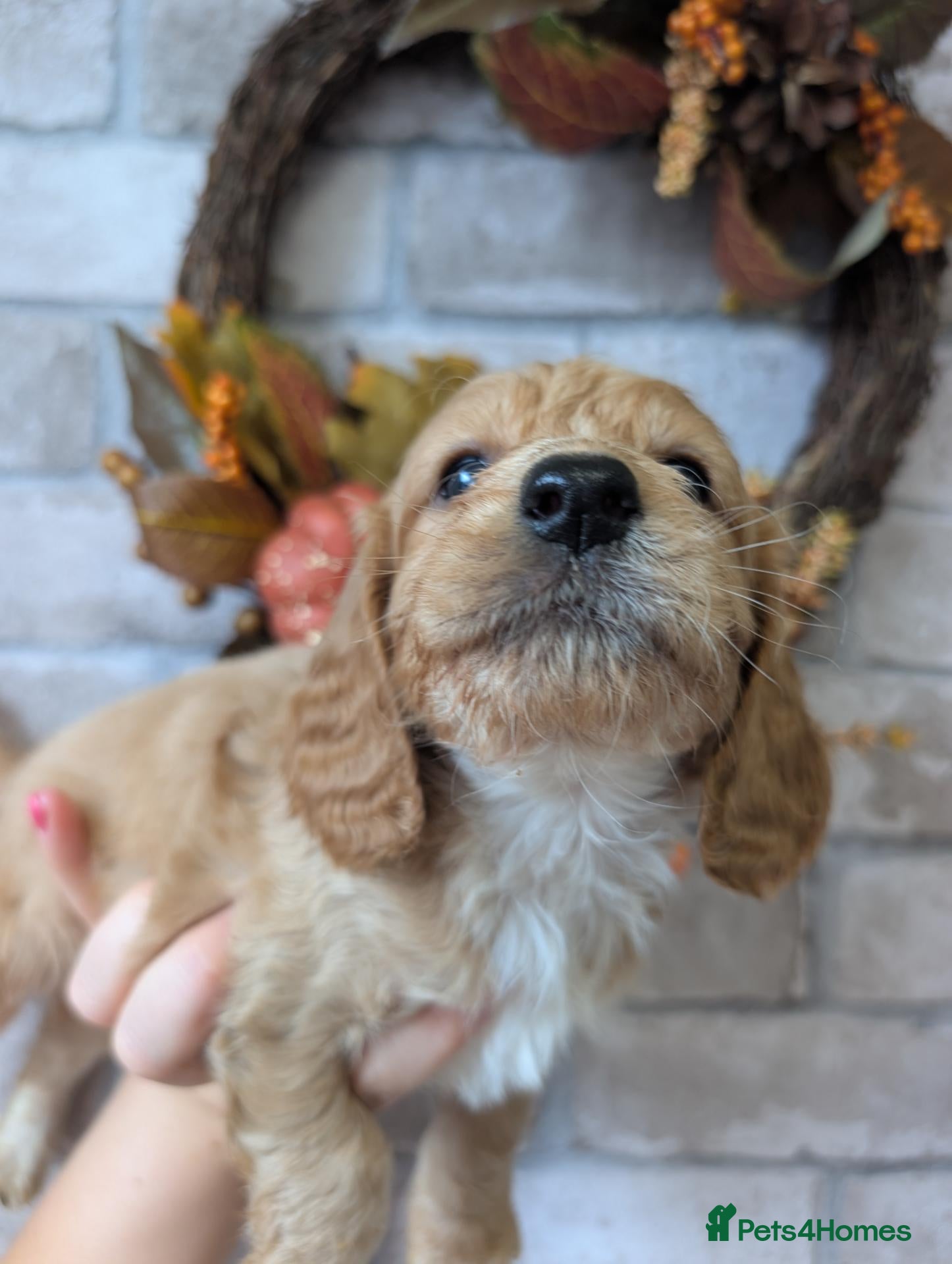 Cockapoo dogs Show Type Cockapoo Puppies DNA clear  - Advert 2