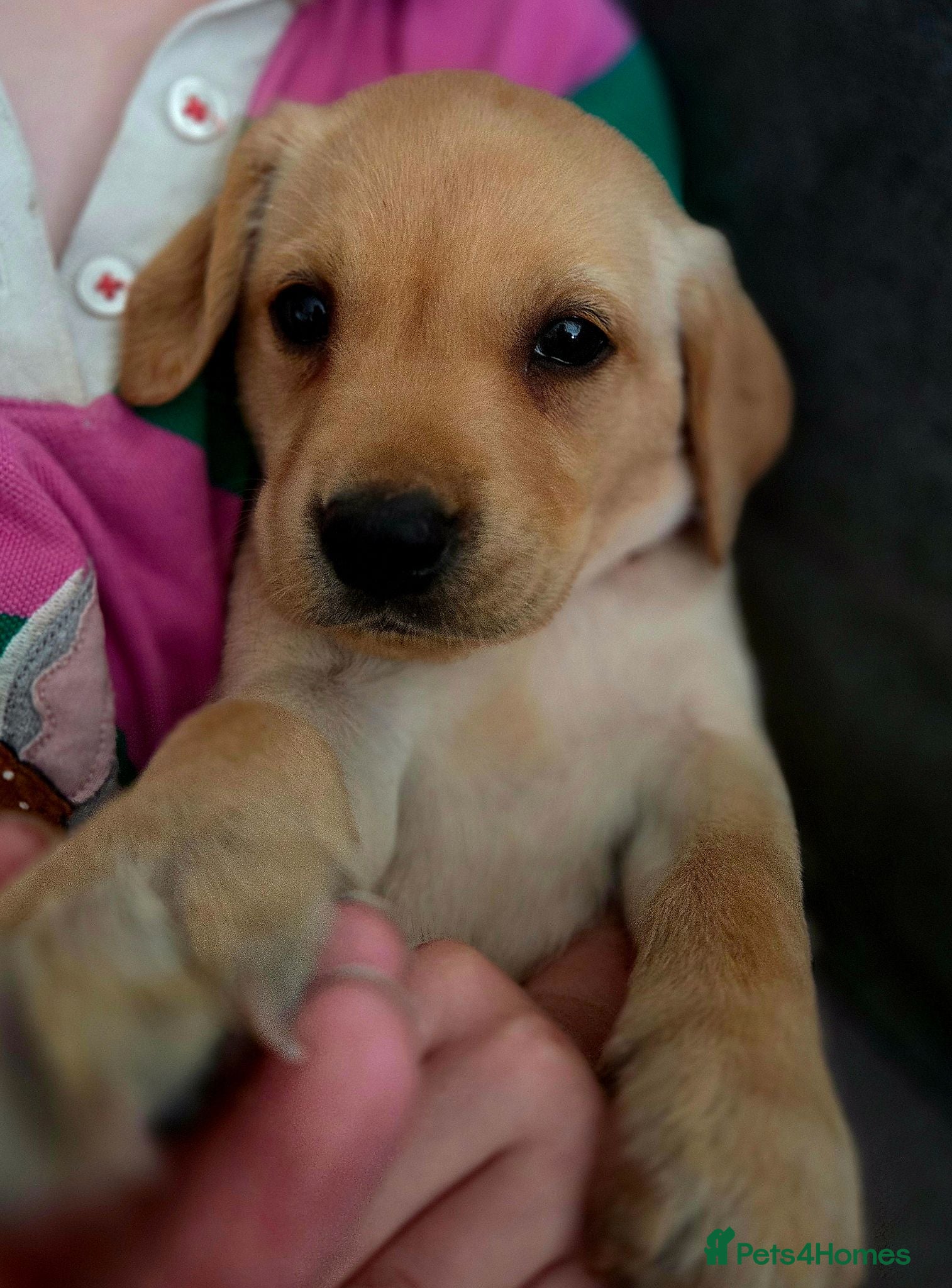 Labrador Retriever dogs Hips/elbows/eyes/dna/kc 5 star licensed - Advert 17
