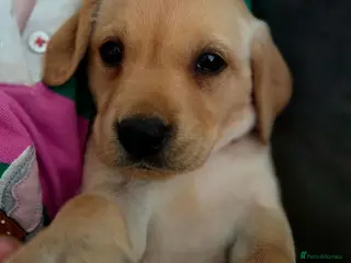 Labrador Retriever dogs Hips/elbows/eyes/dna/kc 5 star licensed - Advert 6